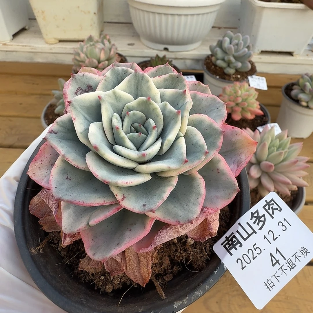 奶油黄桃111231-41