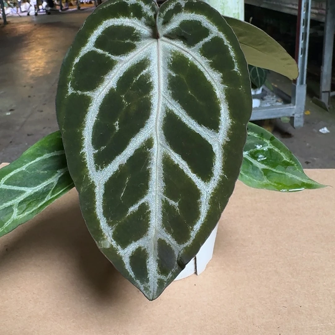 完全开放D224花烛一物一拍