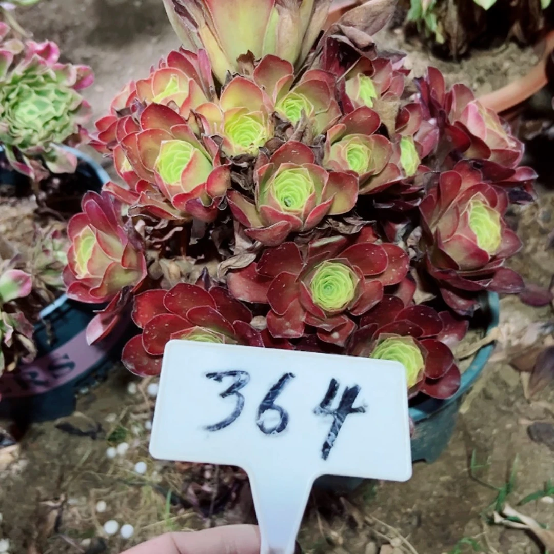 多肉植物梅金法师