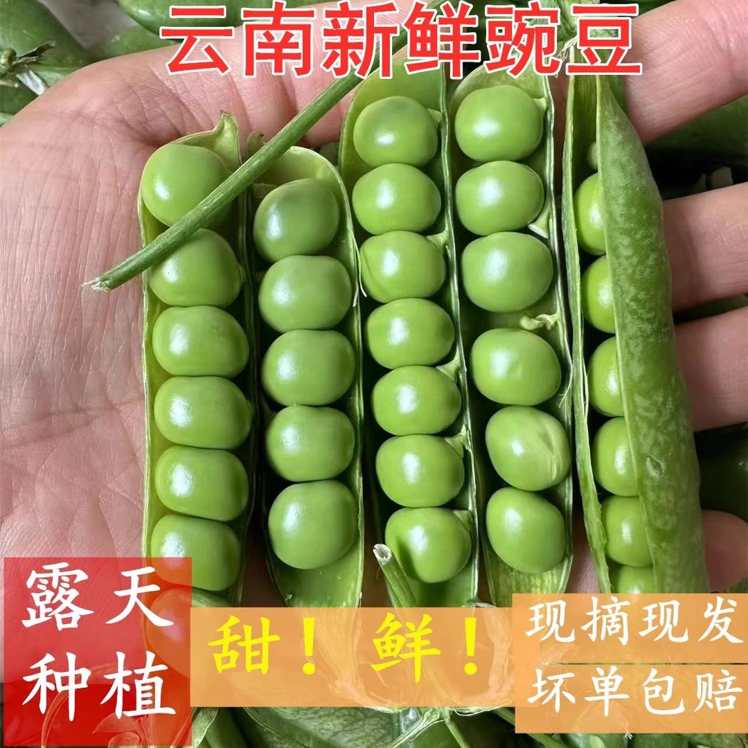 云南豌豆荚现摘水果甜豌豆带壳青豆应季蔬菜露天生豌豆整箱批发