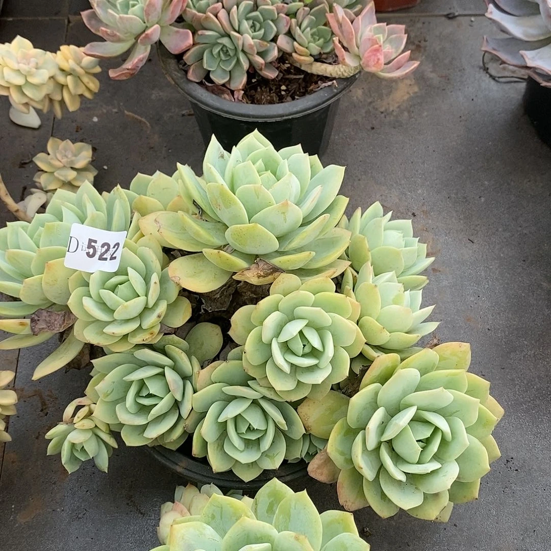 夏*522恋曲多肉植物