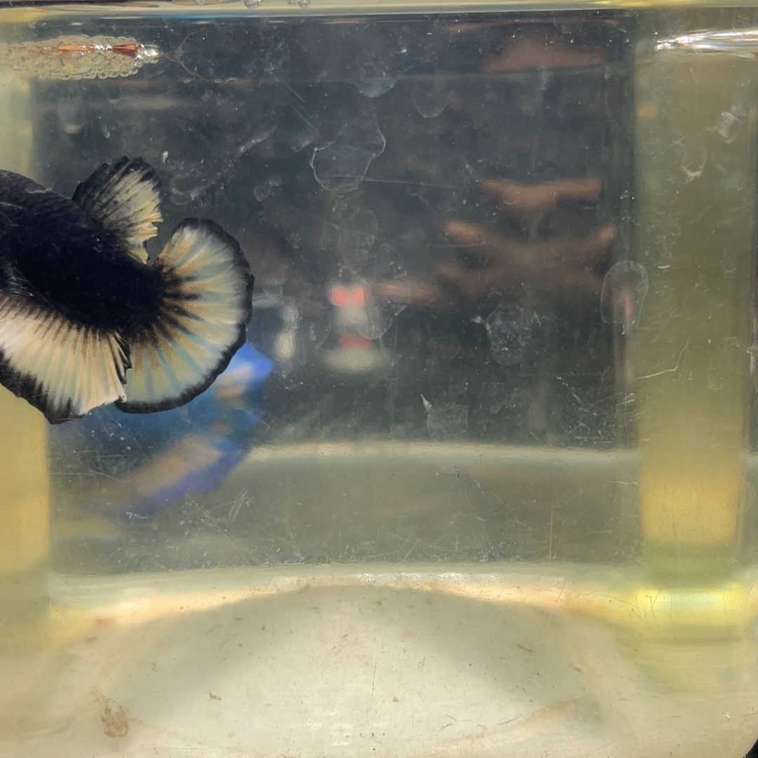 斗鱼十月二日竞价