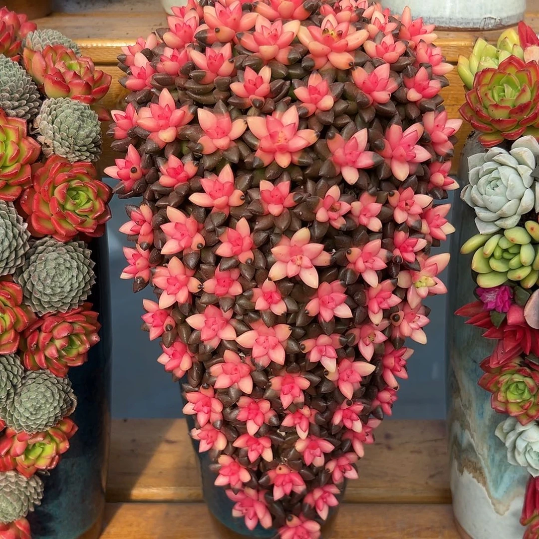 026黑骑士多肉组合花园