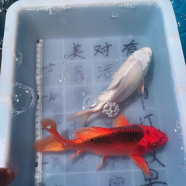 蝴蝶鲤鱼渔场直发78