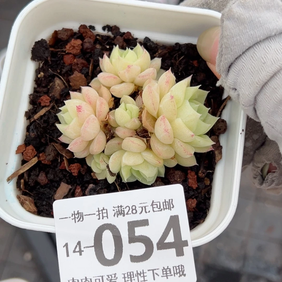 白天鹅麦秆多肉多肉多肉多肉