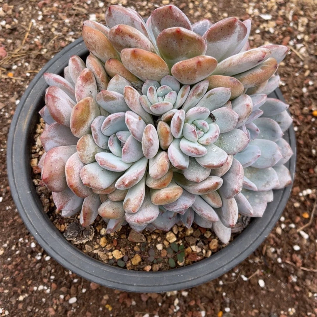 惯***气1590074577788888