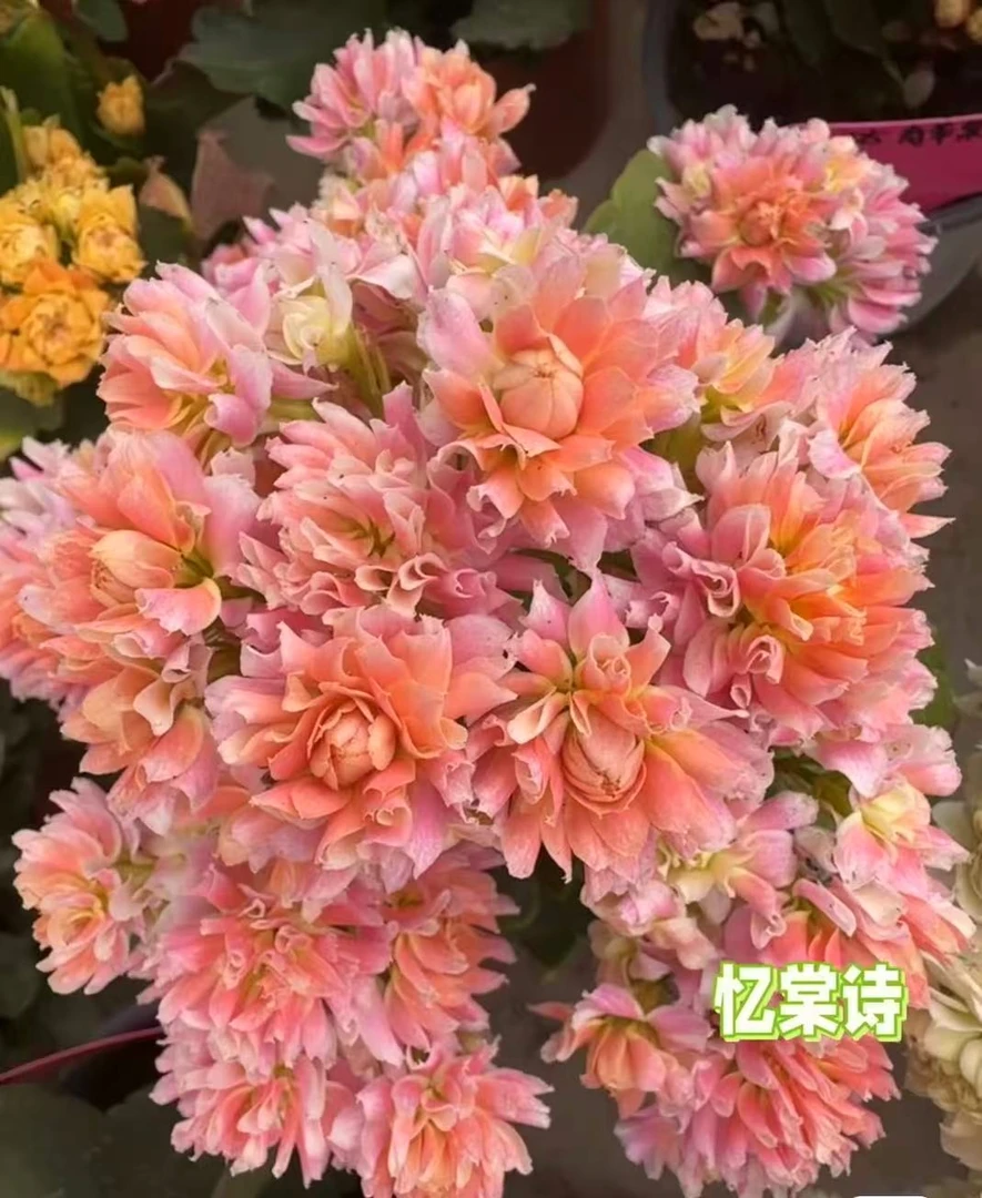 【忆棠诗】~稀有品种 大花苞