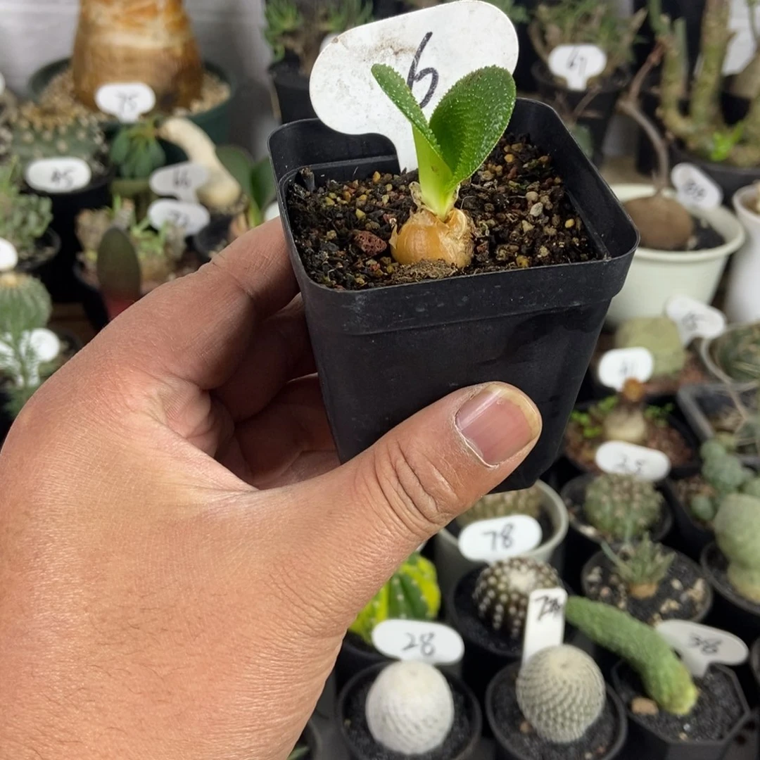 钢锉百合一物一拍