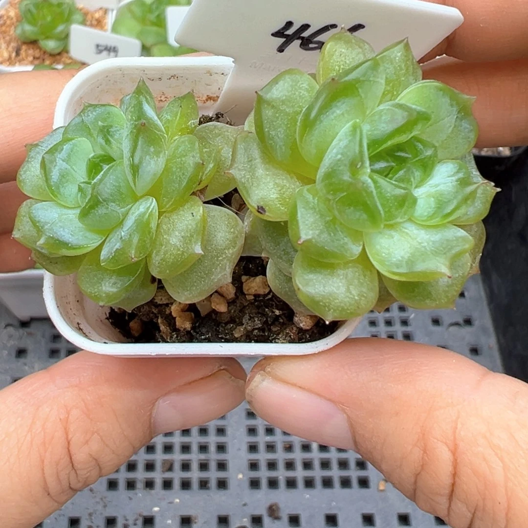 466号宫花玉簪晗雨多肉