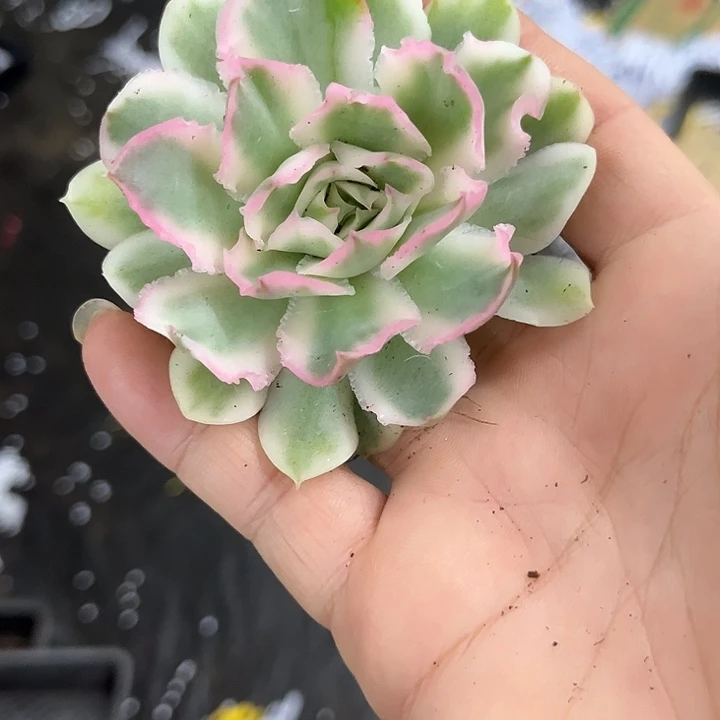 1973紫蝴蝶锦炸多肉植物