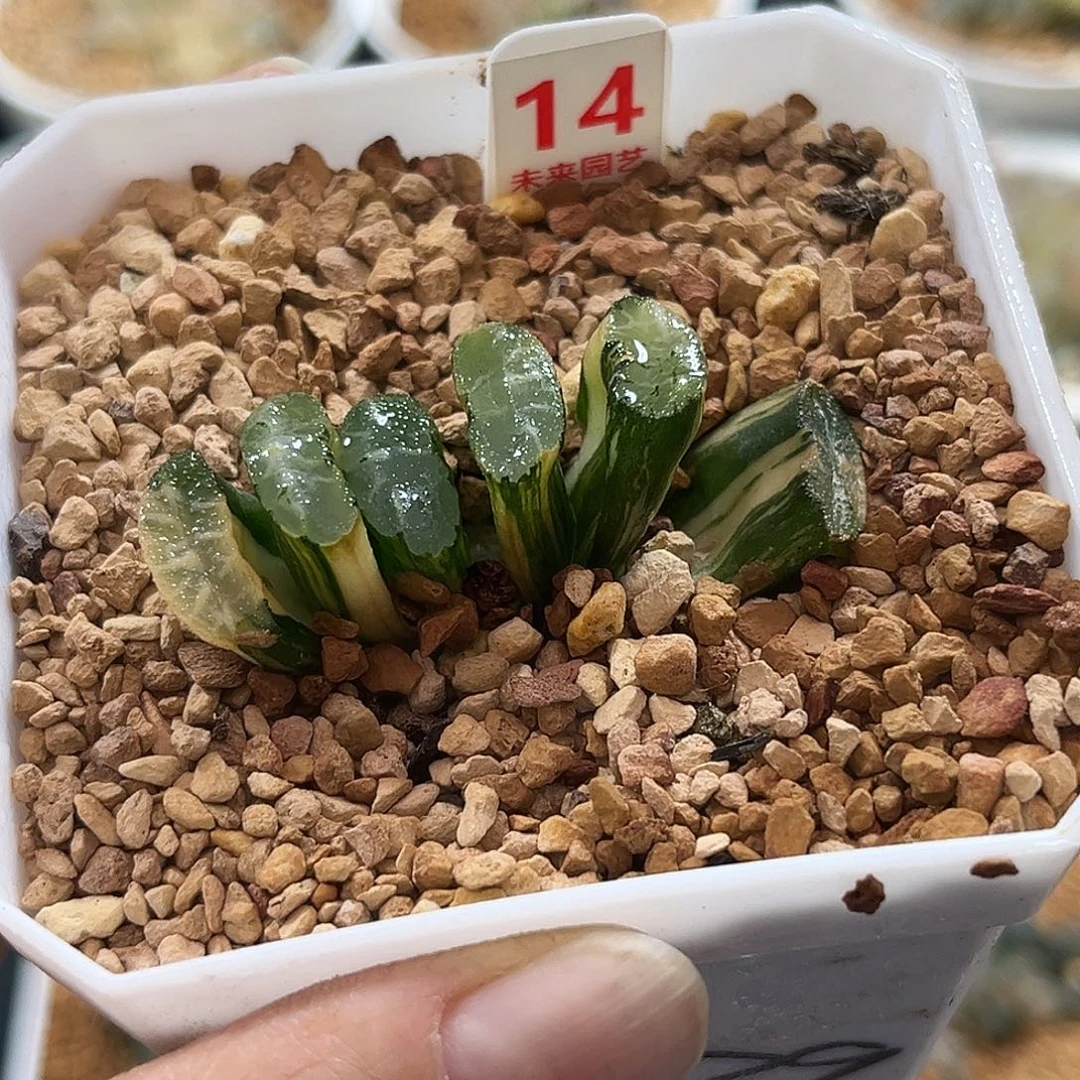 14玄武玉扇锦福利福利