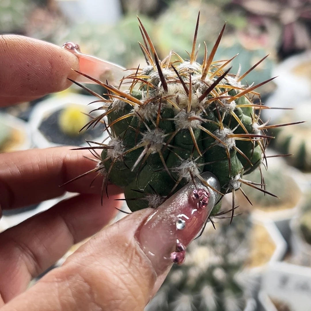 舞龙丸仙人球6666666