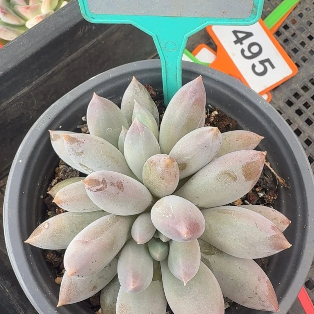 多肉植物彩体哥特407