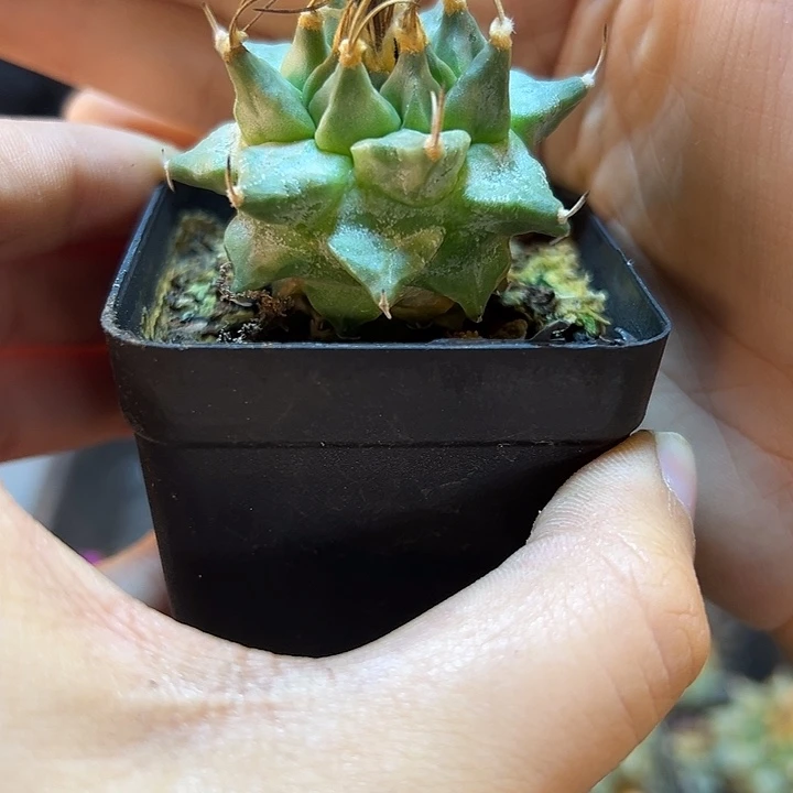 实生赤花娇丽4公分带盆