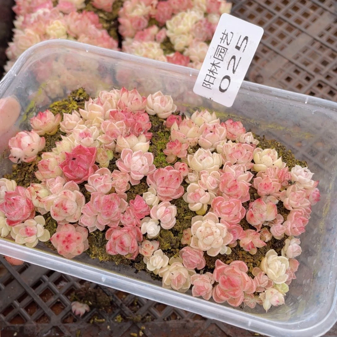 多肉植物多肉植物25