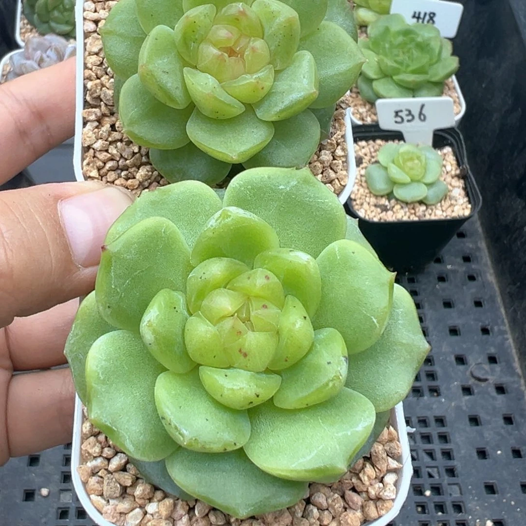 514号两颗有晒斑晗雨多肉