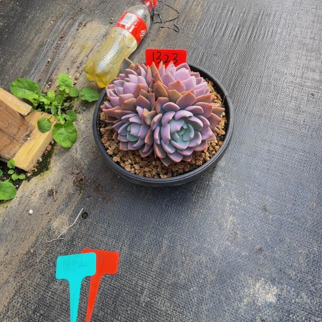 芭***田1323上午多肉植物群生