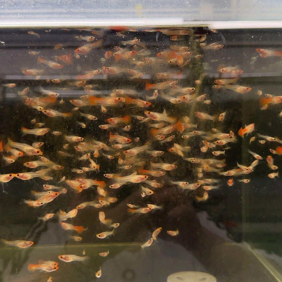 孔雀鱼红头玻璃猫C苗10条