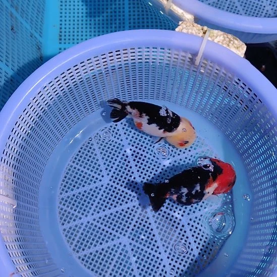 金鱼101兰寿两只特价顺丰包邮