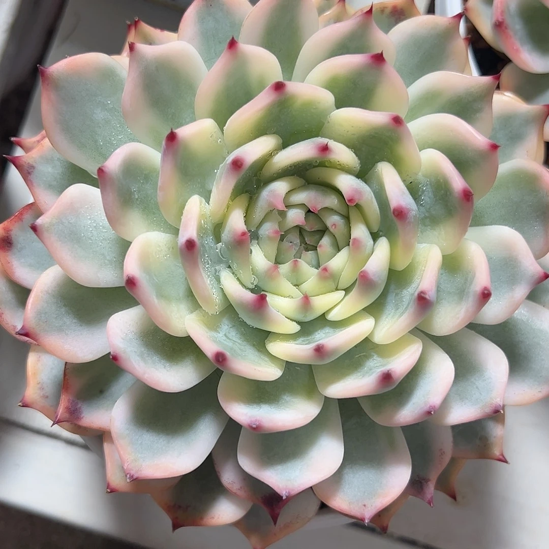 吉娃娃锦大单头多肉