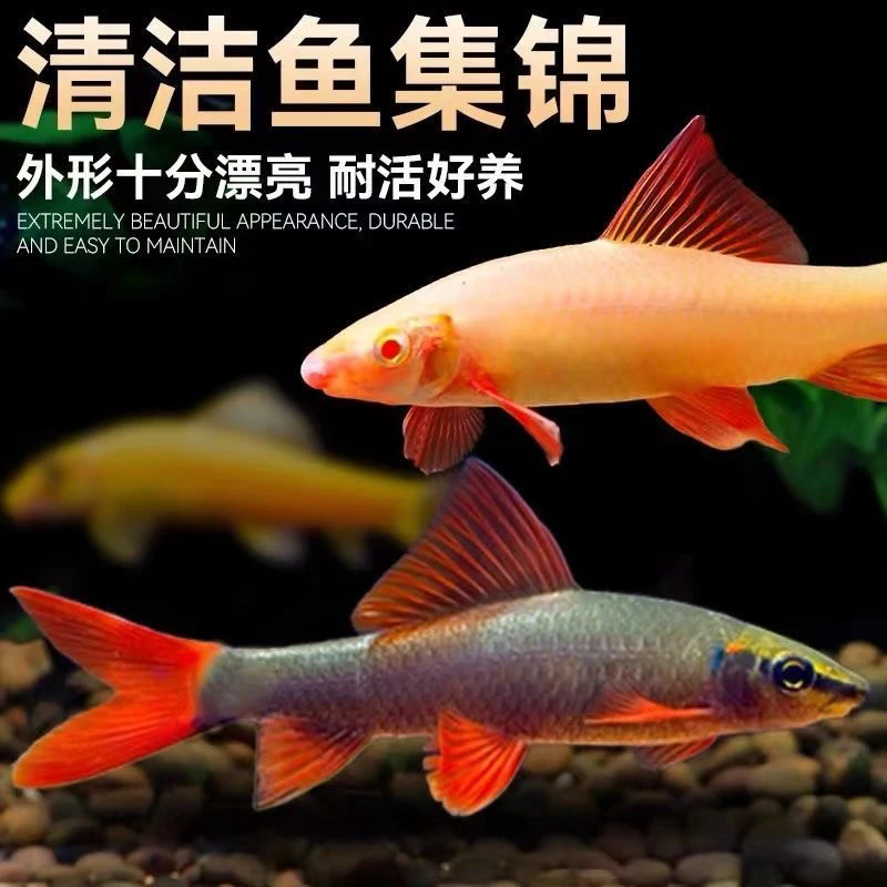 热带观赏鱼金苔鼠活体清道夫彩虹鲨粉红鲨吃屎粪垃圾清理鱼缸藻类