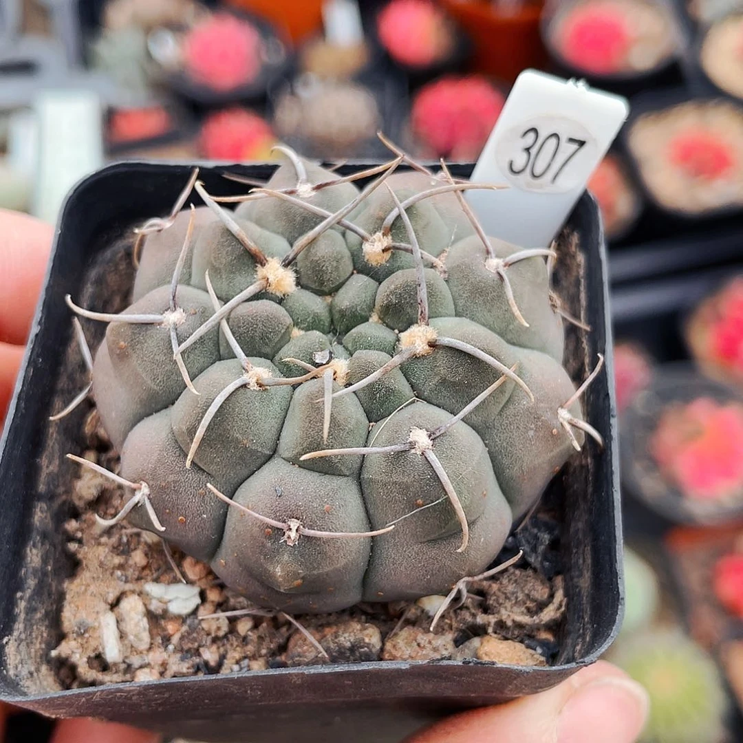 非偏远地区满25包邮仙人球