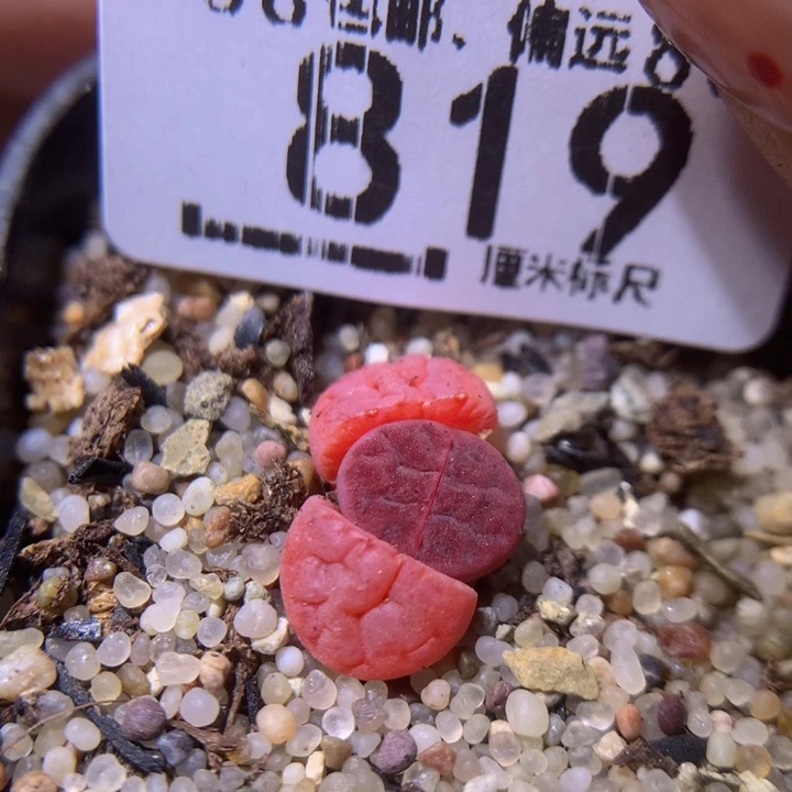 Sss精品生石花819