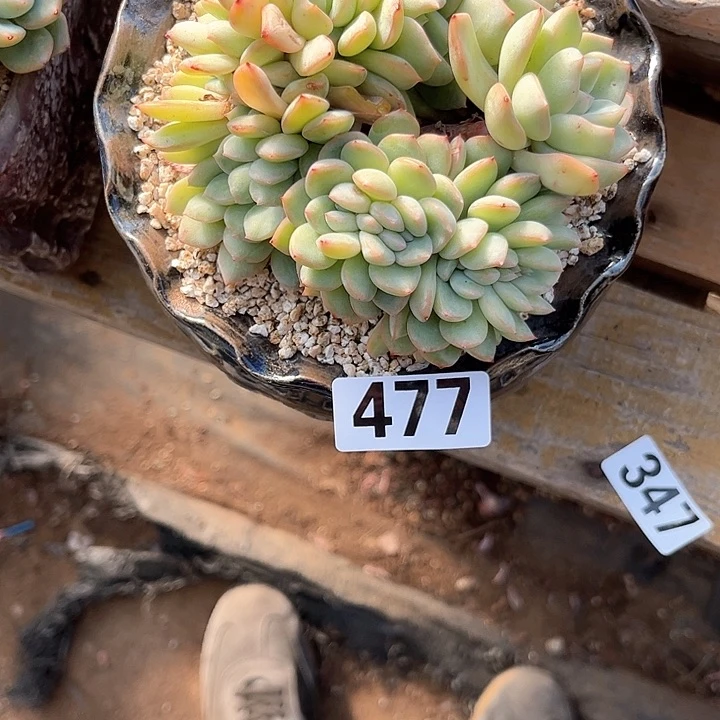 ?*行多肉植物一物一拍