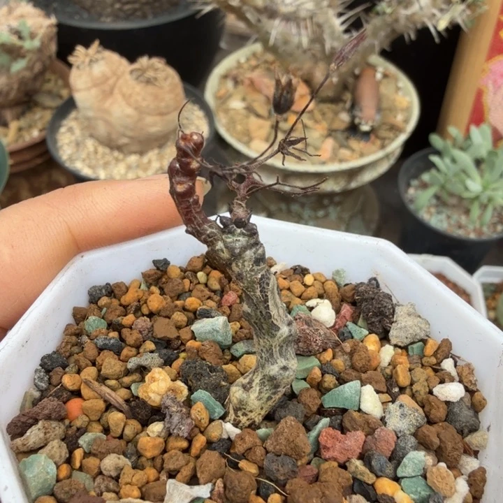 黑曼巴奇峰锦（满28包邮）