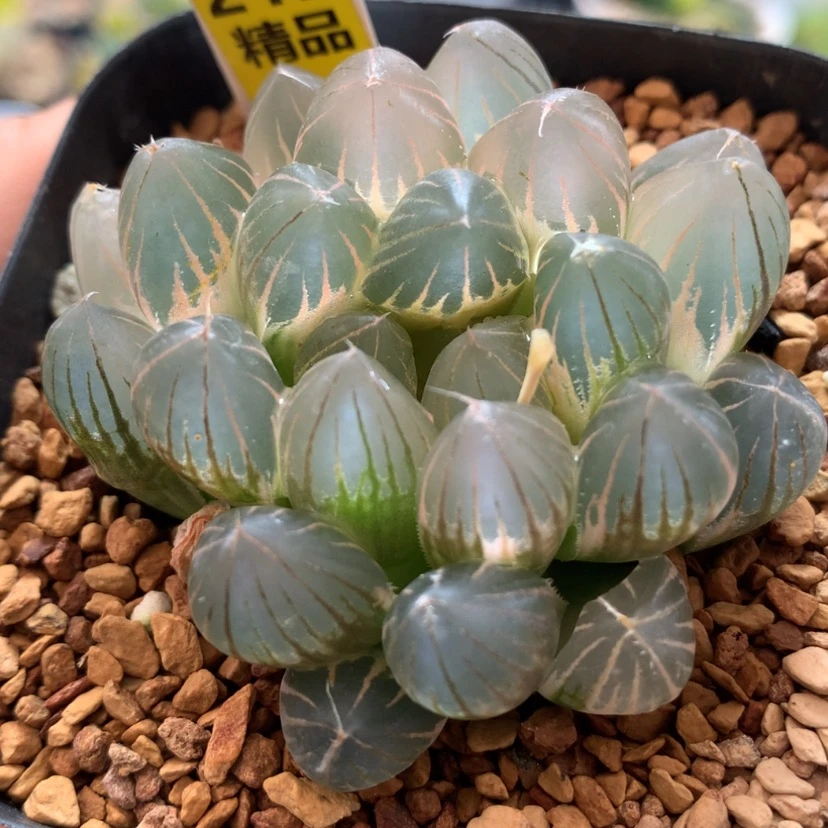 【闪购商品】212霓虹灯