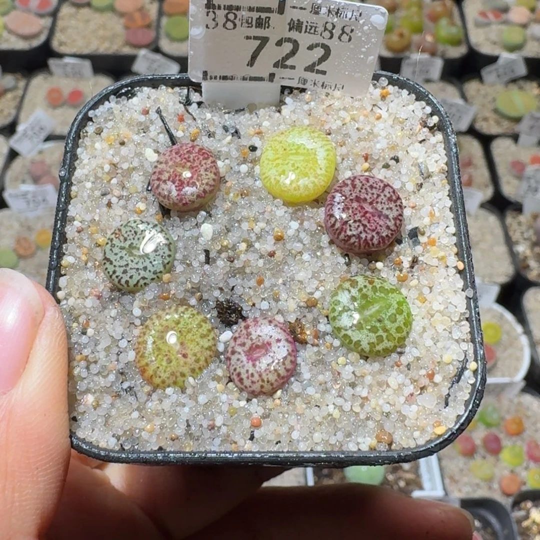 Sss精品清货价722