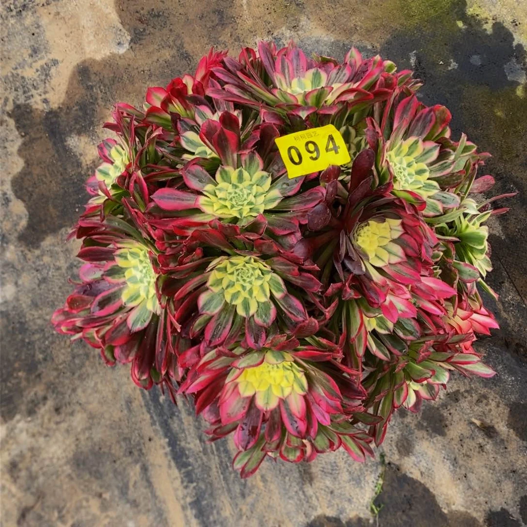 泼***裳多肉000094天河寄养