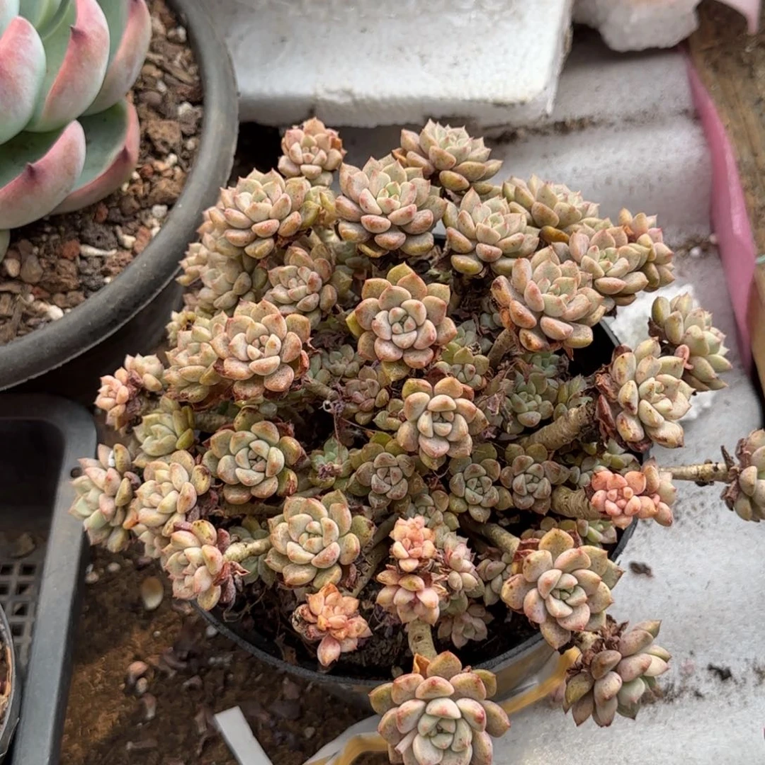 粉布偶一物一拍包装收缩花旱