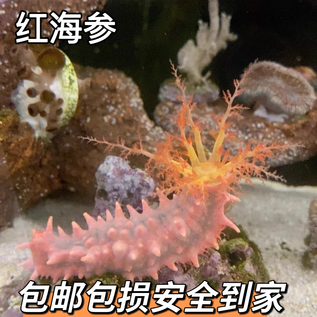 海水生物红海参过滤水质生物海缸提色红花海参造景包邮包损