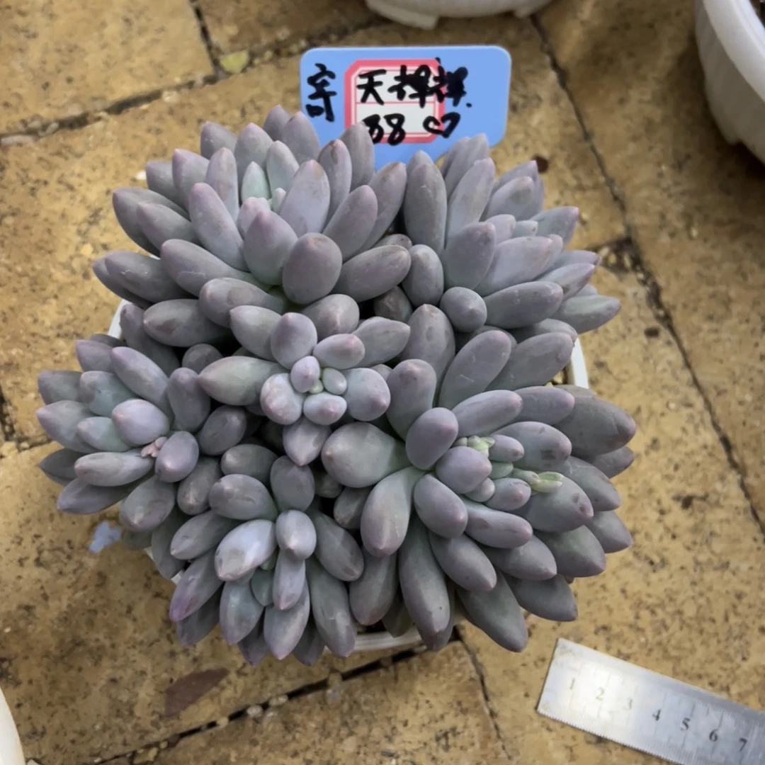 天***辉天辉辉 88寄养。