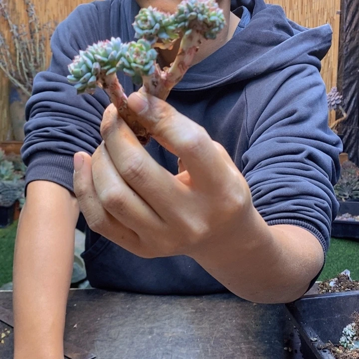 一***.496 号白胖子多肉植物
