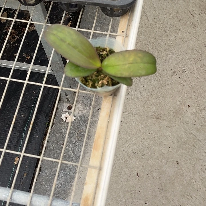 当前无花栽培后可以开花佛陀2.5寸根少