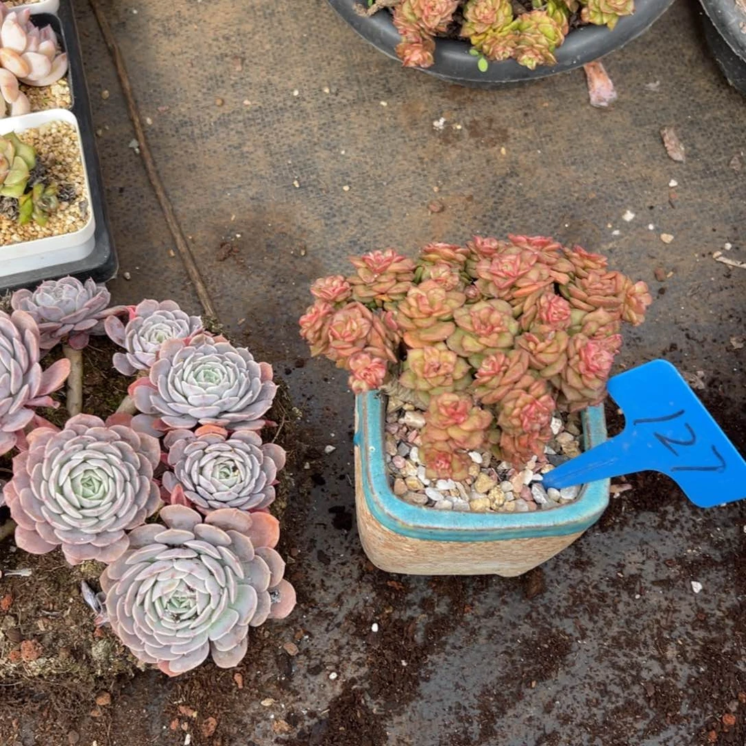 c****n127辣牡丹多肉