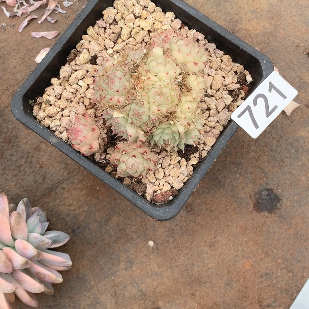 721 一物一拍多肉