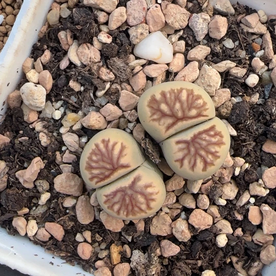 双头菊清框福利30包邮