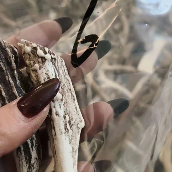 小***发鹿角鹿角鹿角鹿角鹿角鹿角