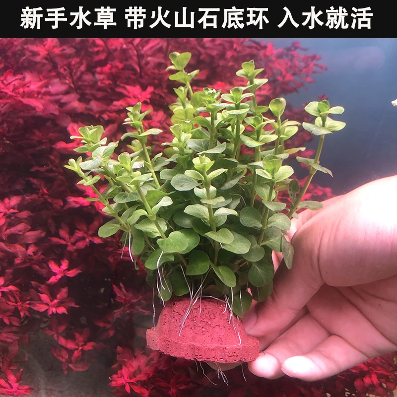 新手懒人水草宝塔石绿金钱水草鱼缸造景必备增氧水生植物