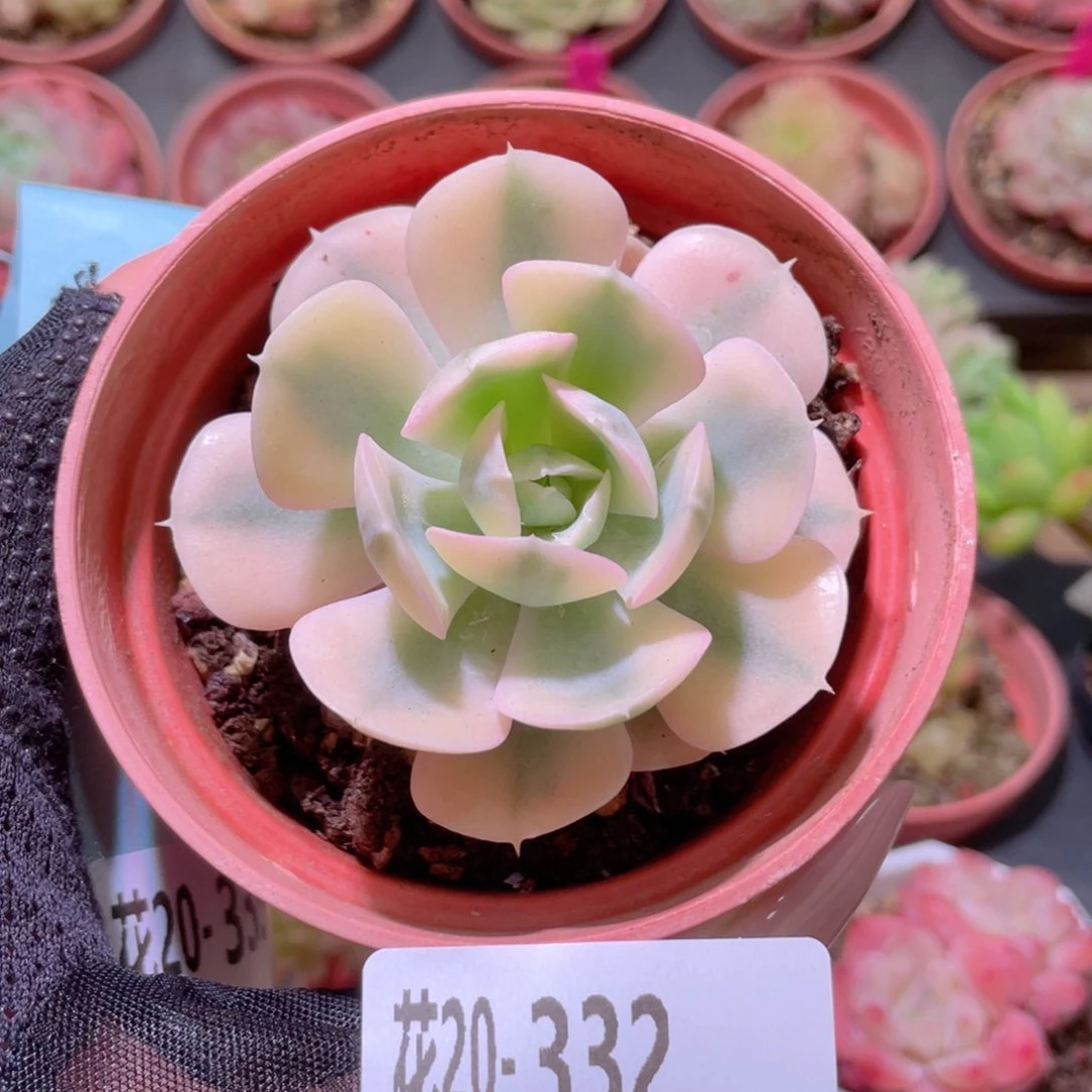 花利美20-332鲁氏锦