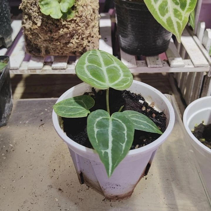 完全开放林登花烛