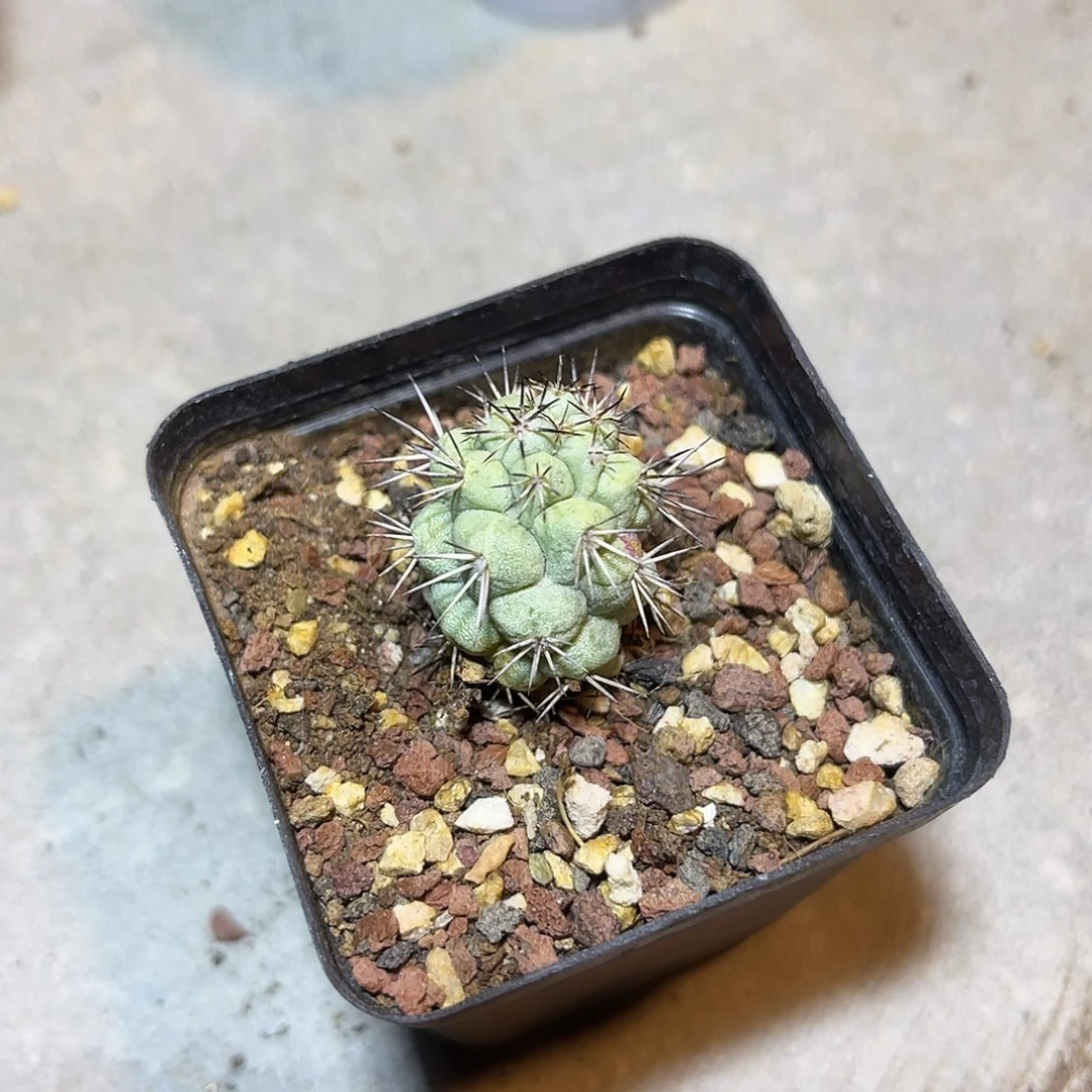 大尤帝王丸一物一拍