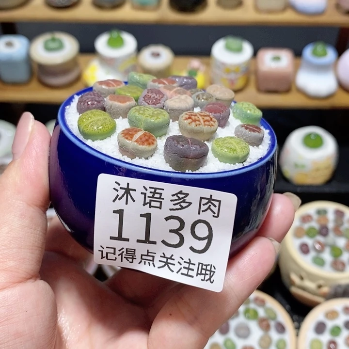 带盆土植物 精美盆栽1139