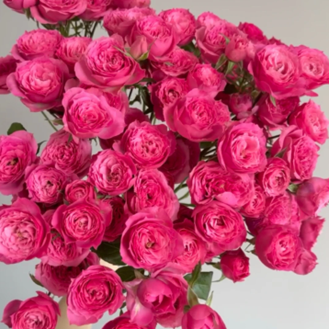 苏菲多头玫瑰3支