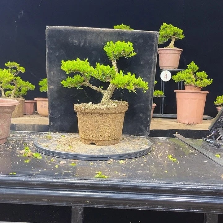 无花朵黄杨盆景四季常绿