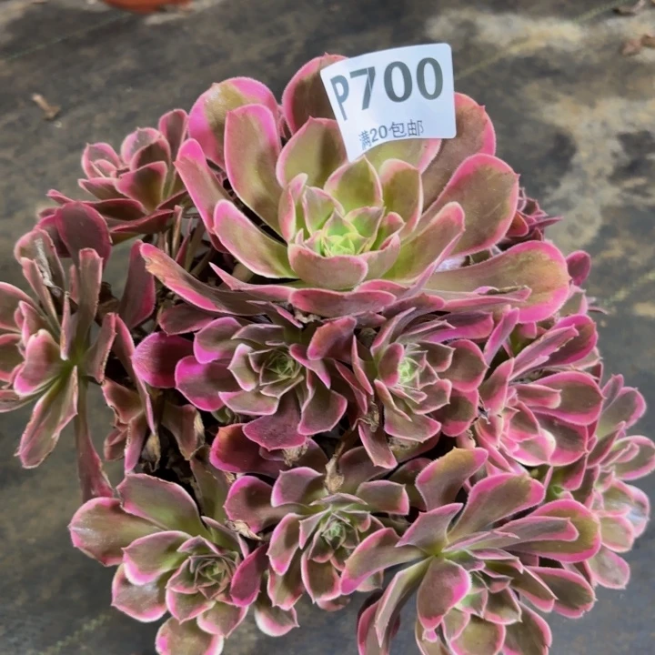 瑞妈多肉植物700