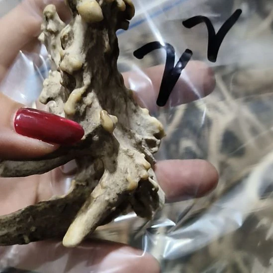 玲***铁合金花岗石鹿角鹿角鹿角鹿角鹿角鹿角